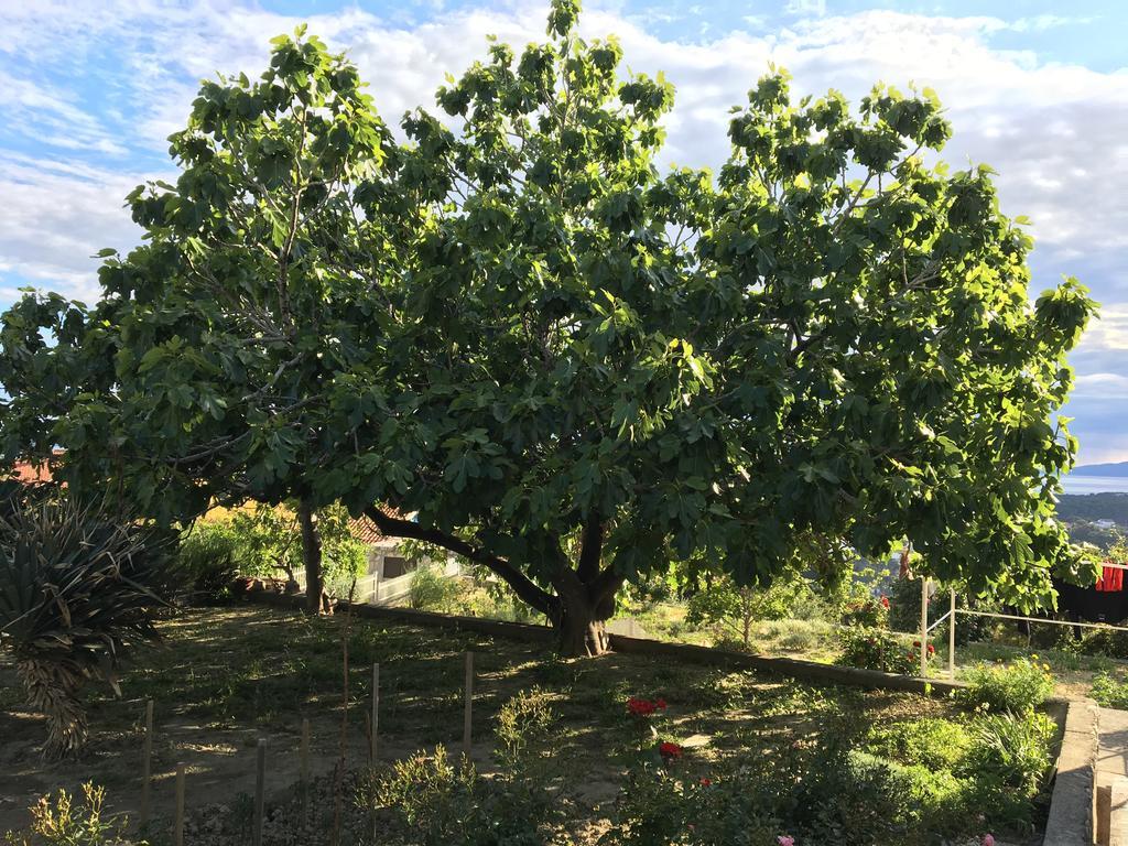 Palit Panoramic View Studio מראה חיצוני תמונה